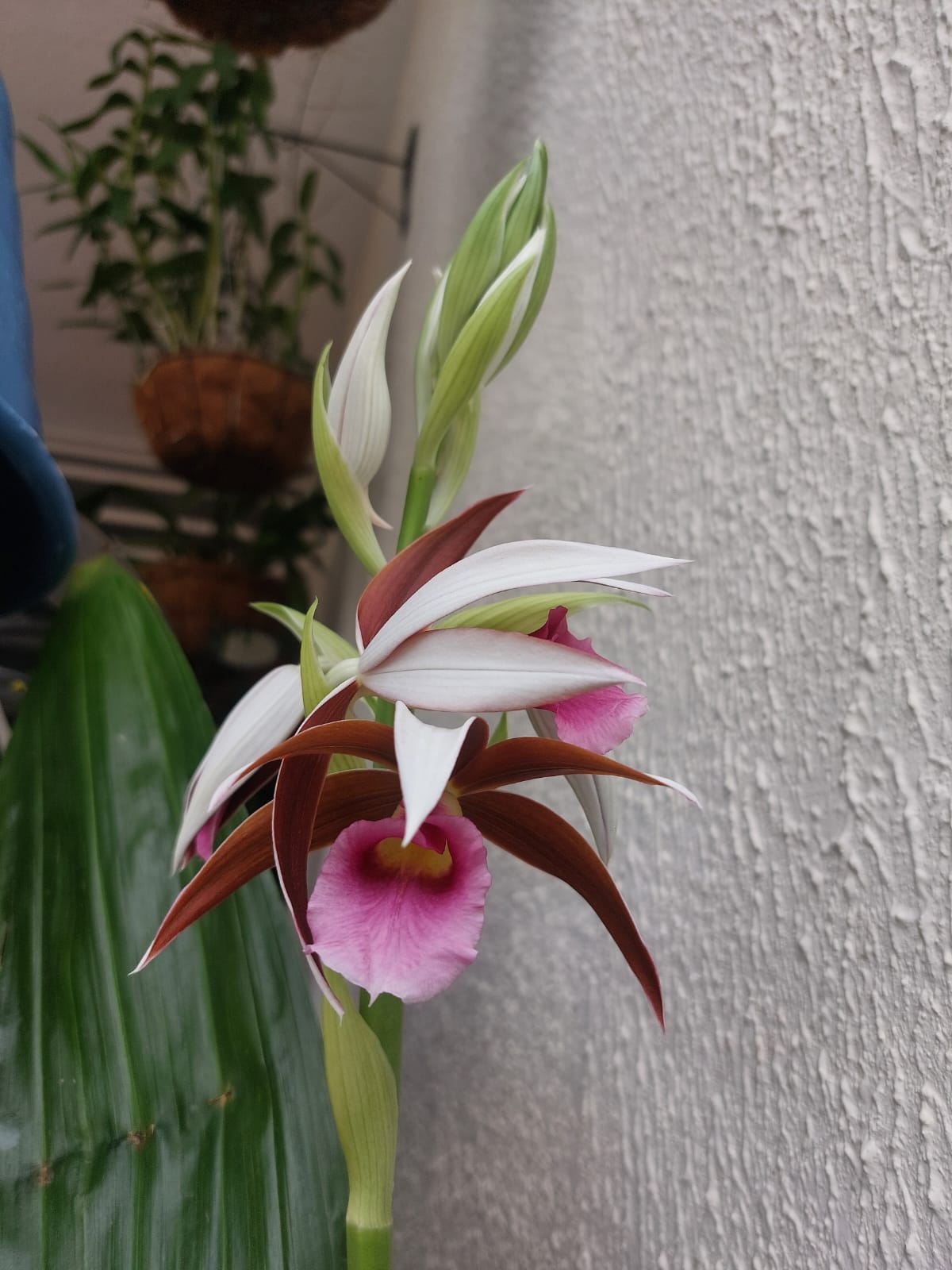 Orchid 1