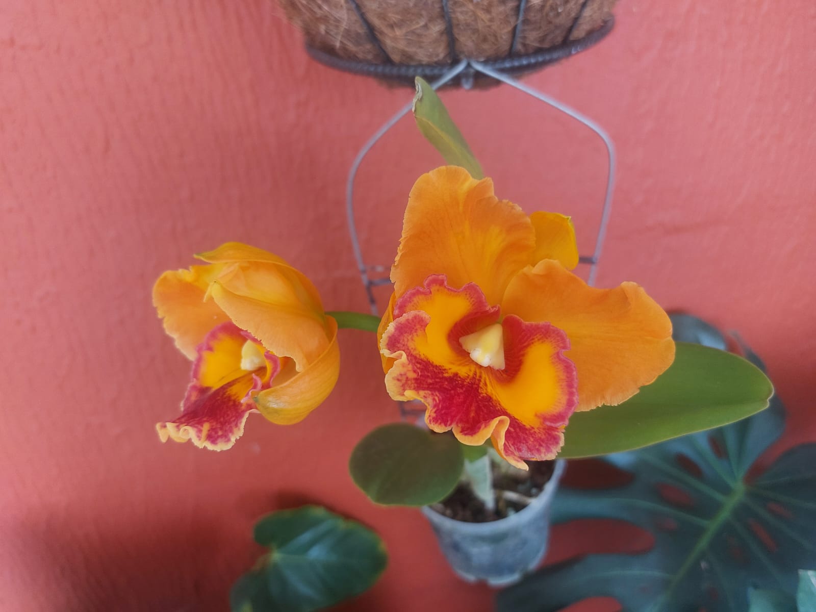 Orchid 2