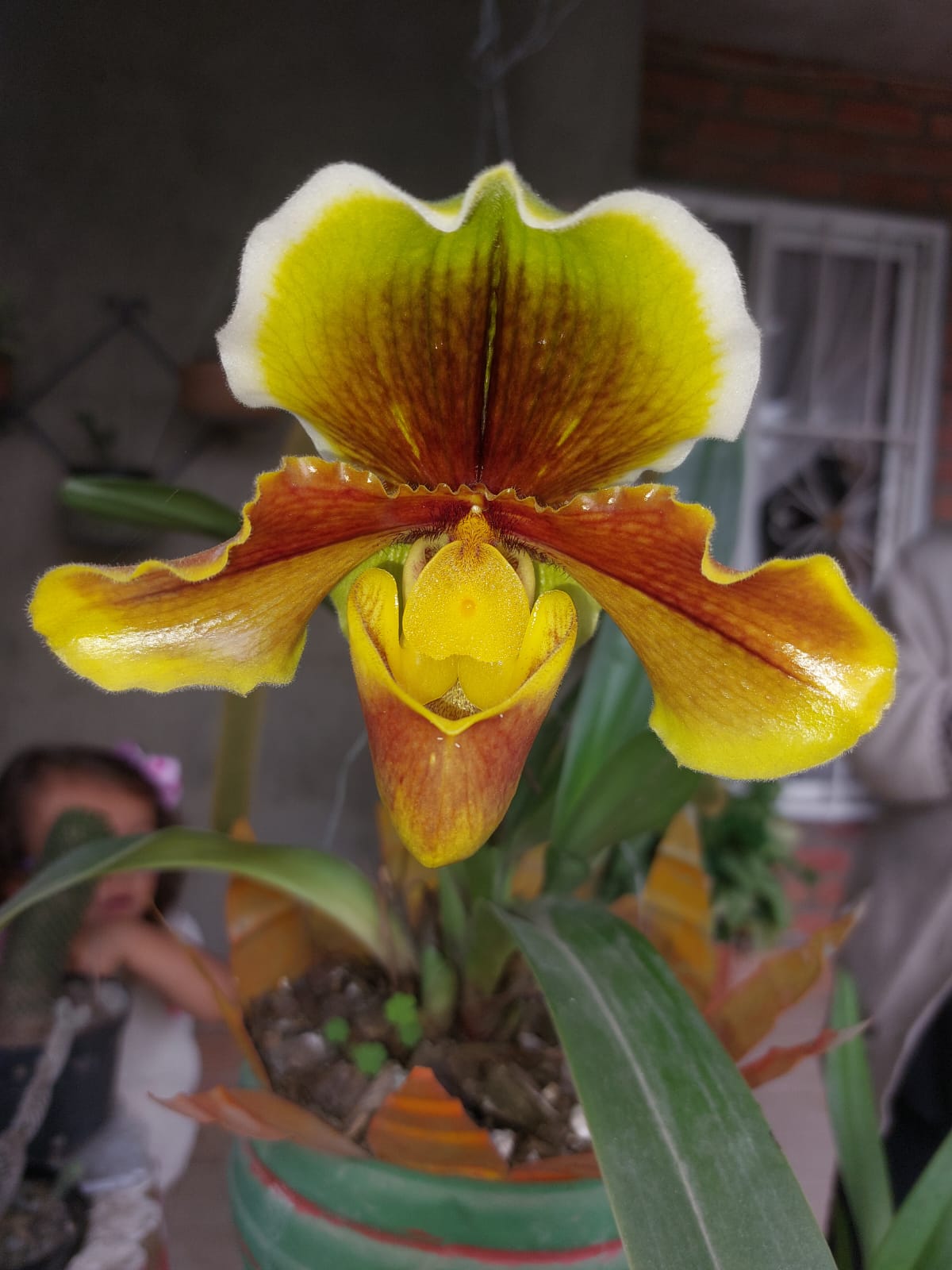 Orchid 3