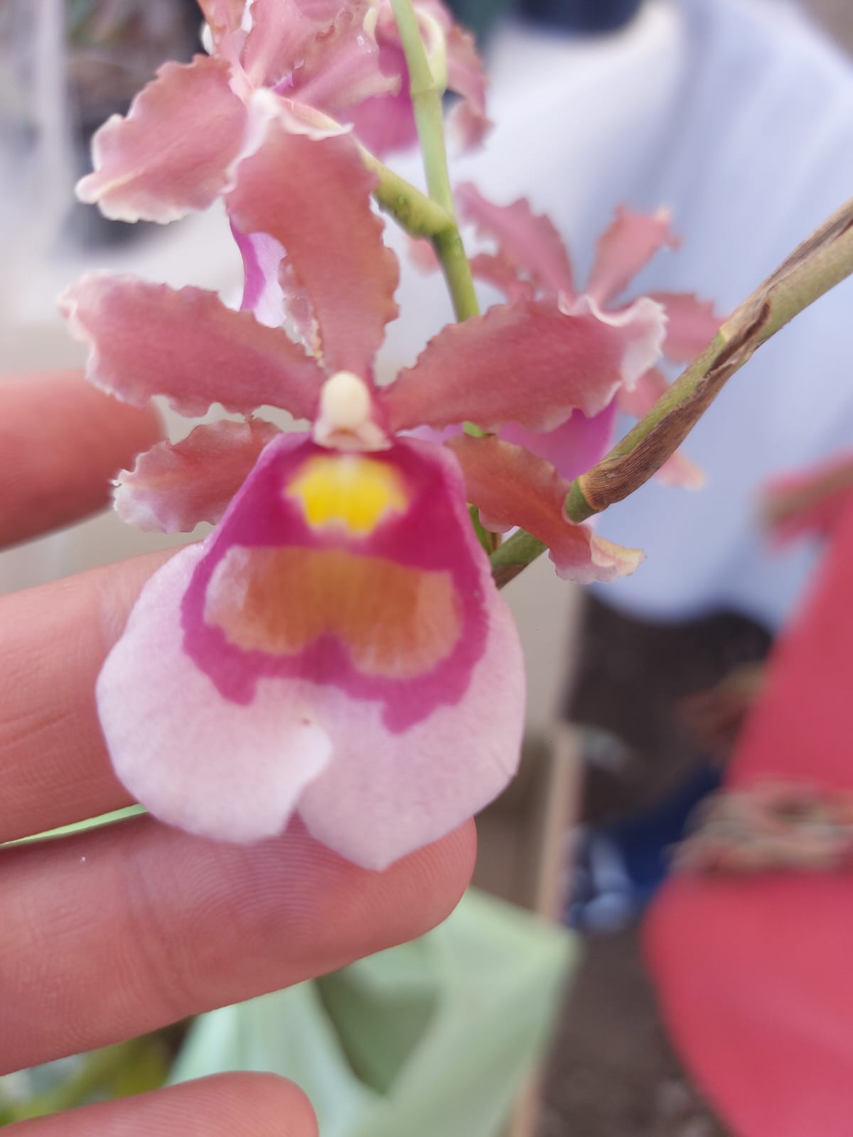 Orchid 4