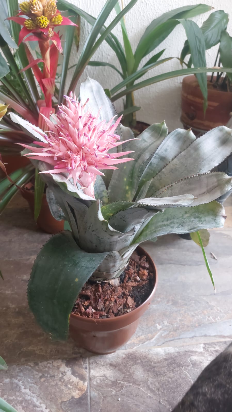 Orchid 5