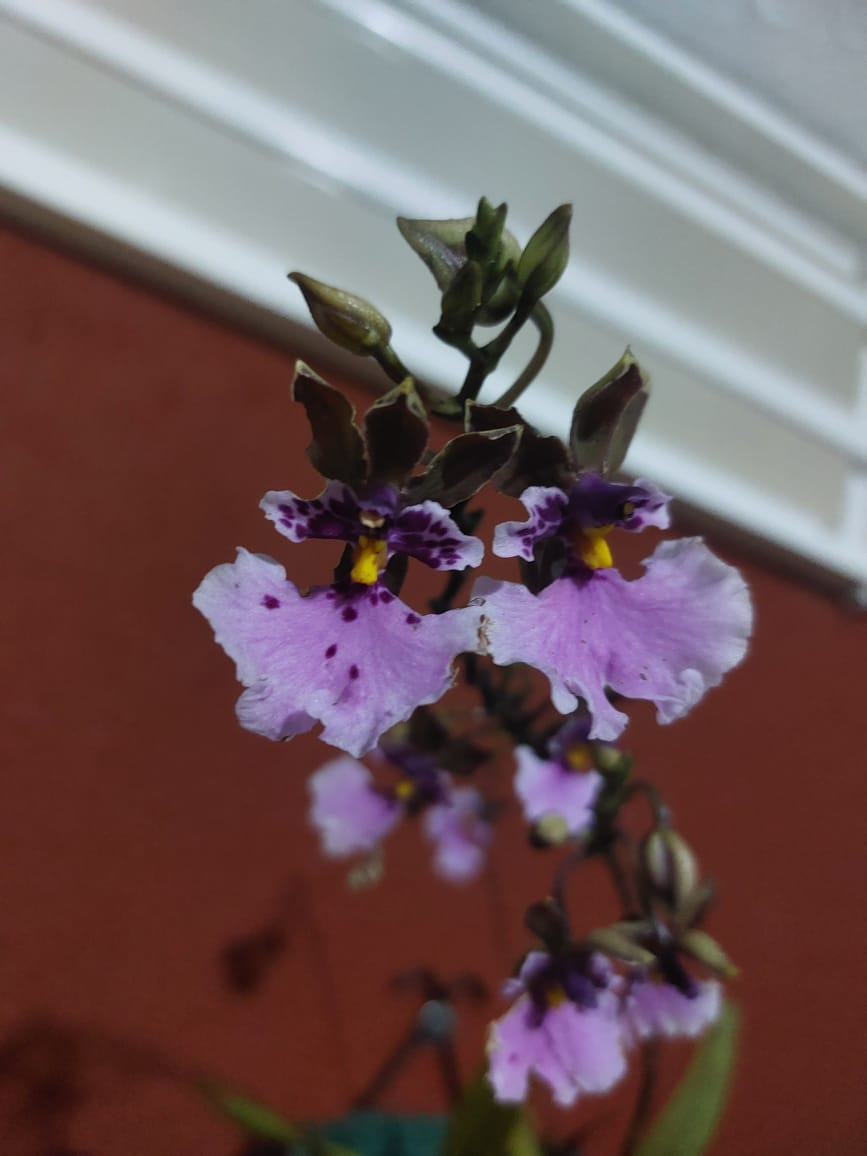 Orchid 6